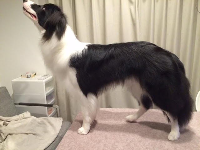 犬の美しい横顔と長い体の写真です。.
