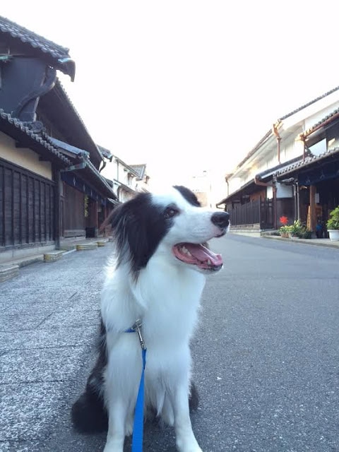 伝統的な街並みを背景に座る黒白の犬.