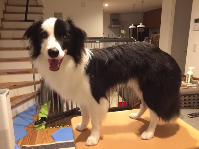 黒白の可愛い犬が笑顔でお祝いしています.