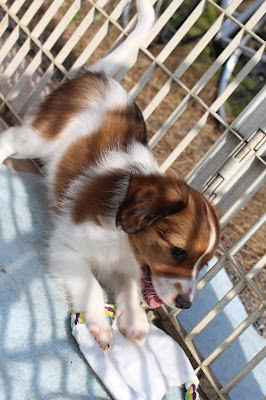 小さな子犬がフェンスの外で日向ぼっこをしている様子.