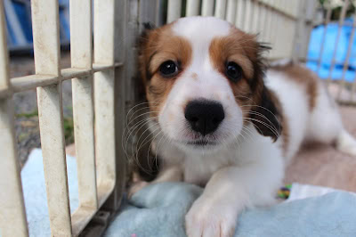 子犬が柵の前で日向ぼっこをしている様子.
