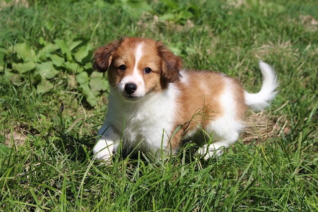 草原で遊ぶ白と茶色の子犬のシェリちゃん.