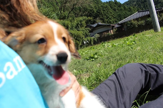 犬が笑顔で外で遊んでいる様子.