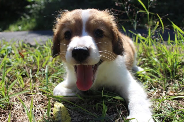 子犬のシェリちゃんが草原で遊んでいる様子.