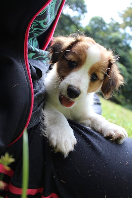 ルナちゃんが新しい家族のもとへ巣立ちました。幸せそうな表情のかわいい子犬です。.