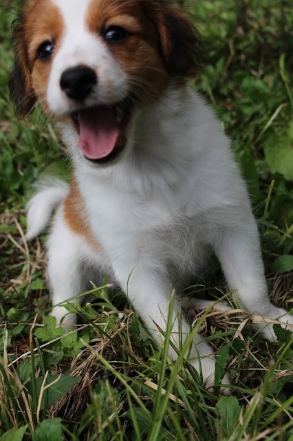 子犬が草原で遊んでいる様子.