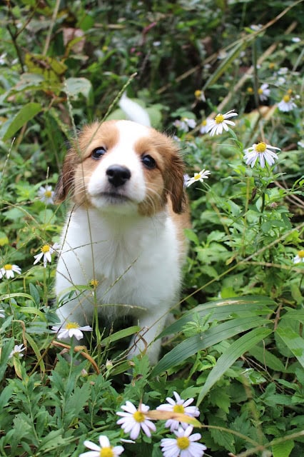 ルナちゃんが花と緑の中で元気に育っています。.