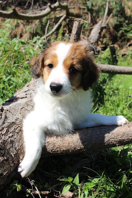 子犬が木の上に座っている様子.