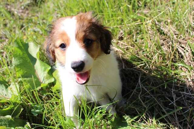 草むらにいるかわいい子犬のルディちゃん.