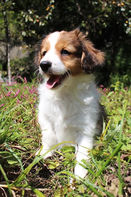 子犬が草むらの中で遊んでいる様子.