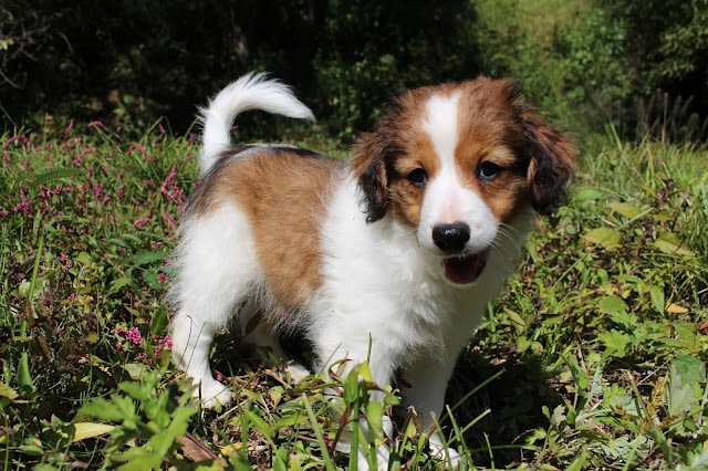 自然の中で遊ぶクリスくんとルディちゃんの子犬たち.