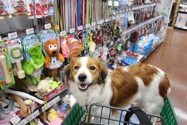ペットと一緒に買い物を楽しむ犬とお店のペット用品コーナー。.
