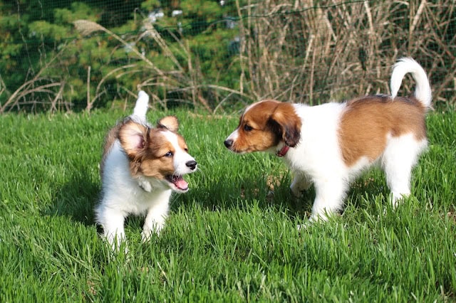 子犬が緑の芝生の上で遊んでいる様子.