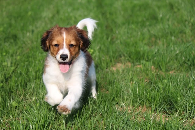 芝生の上を走る元気な子犬の写真です。.