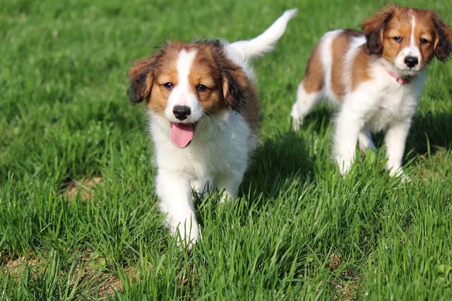 芝生の上で遊ぶかわいい子犬たちの写真.
