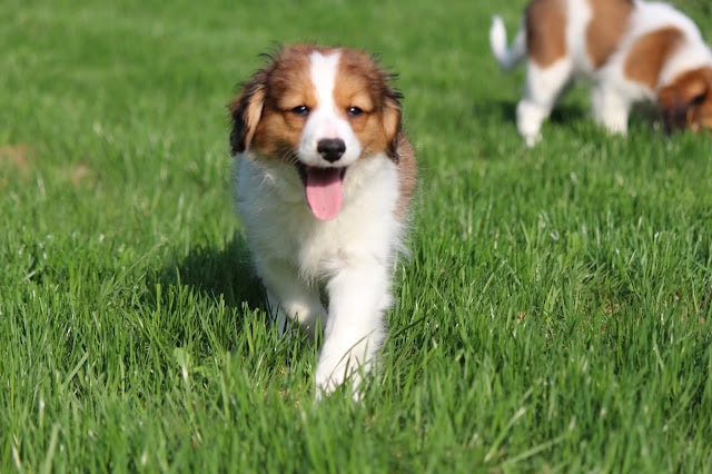 犬の子供が芝生の庭を走っています。.