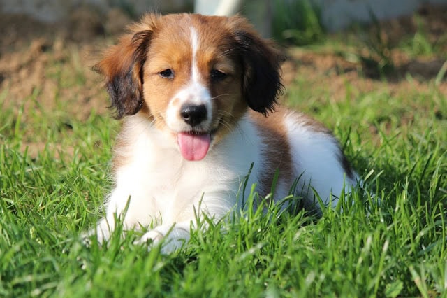 芝生の上でくつろぐ子犬の写真です。.