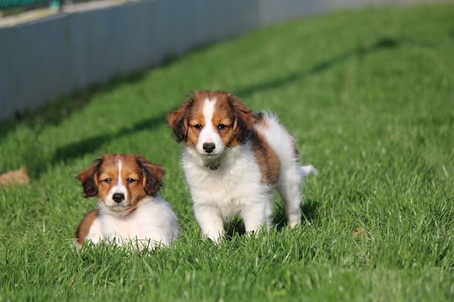 子犬が芝生の上で遊んでいる様子.