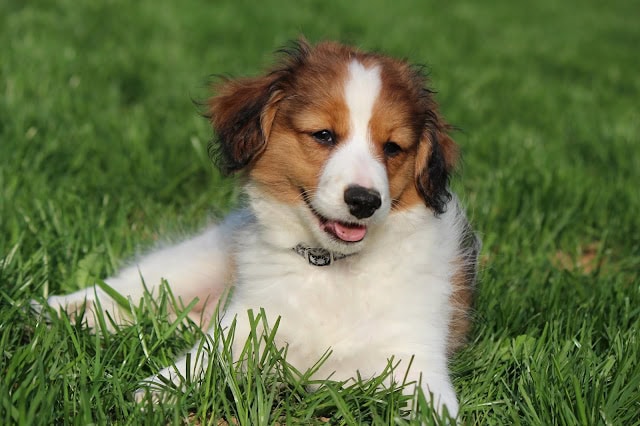 犬が芝生の上でくつろいでいます.