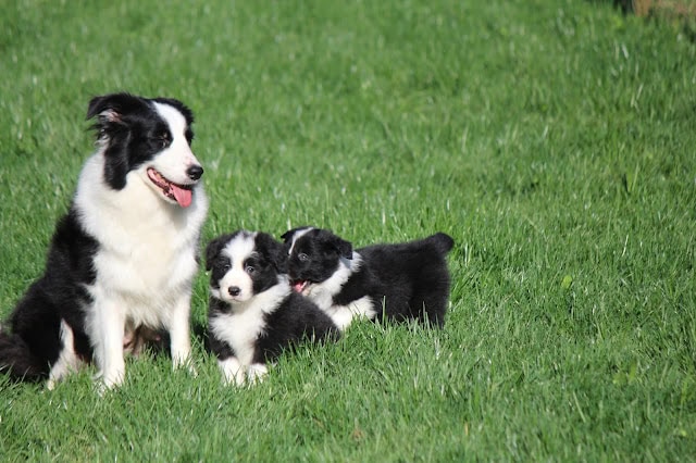 母犬と子犬たちが緑の芝生の上で遊んでいます.