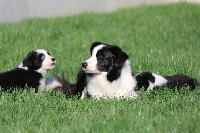 子犬達がお外デビューし、緑の芝生の上で遊んでいます。.