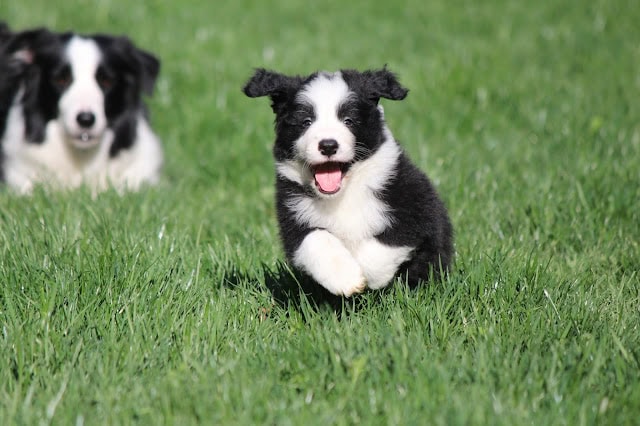 子犬が草原で遊んでいる様子.