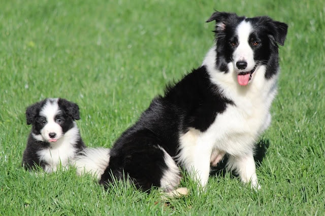 母犬と子犬が緑の芝生の上で遊んでいます。.