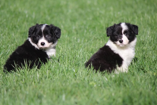 外の芝生の上に座るかわいい子犬たち.