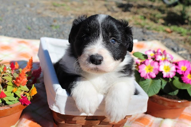子犬がバスケットの中でくつろいでいます。.