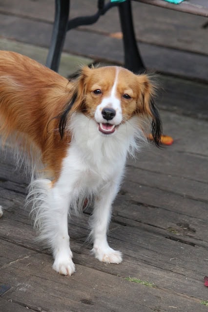 柴犬が木製のデッキの上に立っている様子.