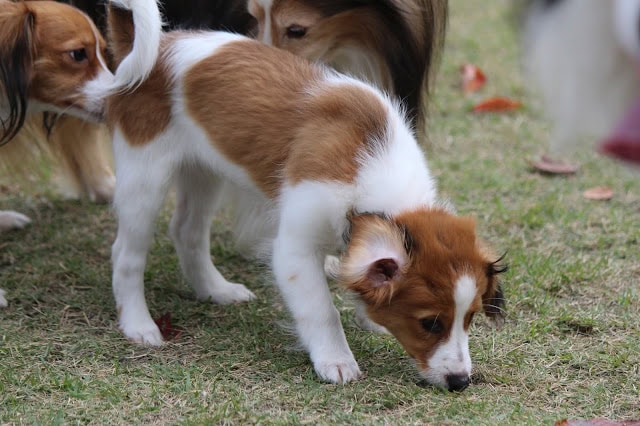 子犬が草の上で匂いを嗅ぎながら探索しているシーン.