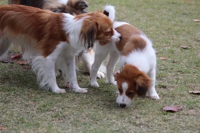 子犬たちが草原で遊びながら交流している様子.