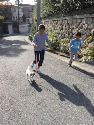 コイケルパピーと子供たちが公園の道を散歩している様子。.