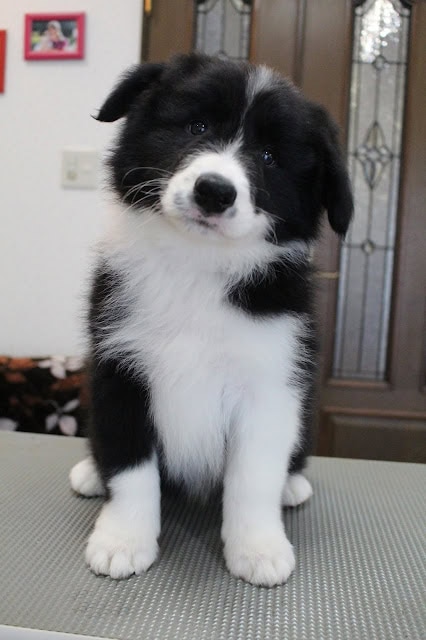 子犬のアップ写真、黒と白の毛色が特徴的です.