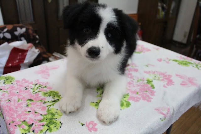 子犬のかわいい黒白の毛並み.