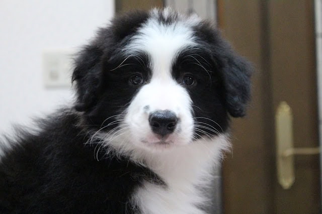 子犬のかわいい顔とふわふわの毛並み.
