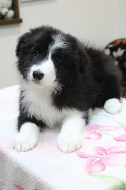 子犬の黒白の毛並みと愛らしい表情を捉えた画像です。.