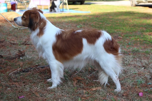 犬のジャックラッセルテリアがドッグショーで展示されている様子.