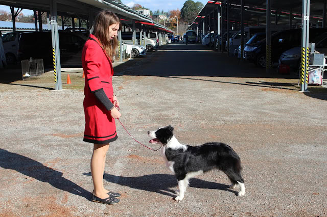 犬と女性のドッグショー練習シーン.
