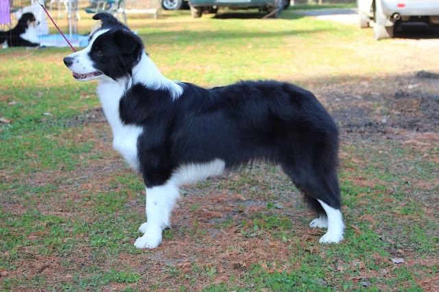 コーギー犬がドッグショーで展示されている様子.