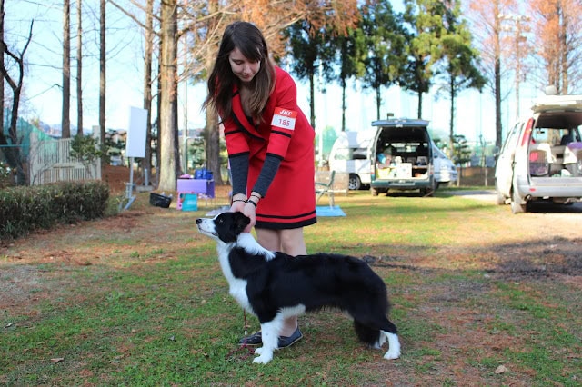 ドッグショーでの女性とコーギー犬の様子を捉えた画像です。.