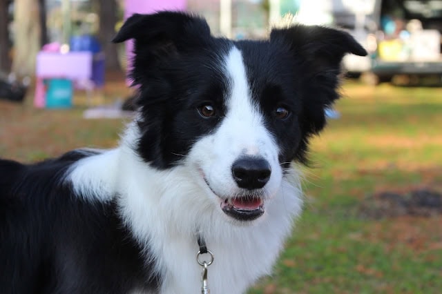 犬のアップ写真、黒白の毛色と明るい表情が魅力的.