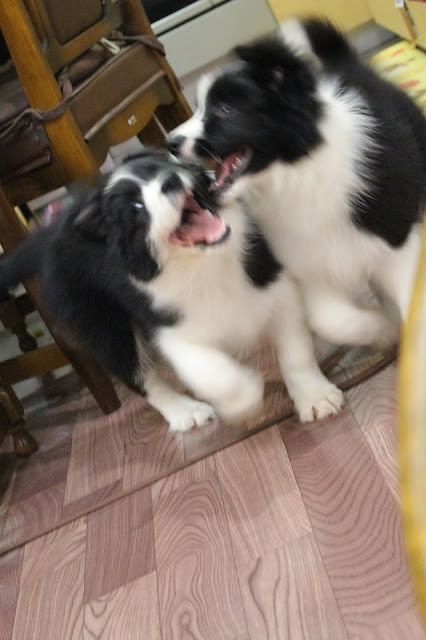犬の兄弟が楽しそうにじゃれ合う様子.