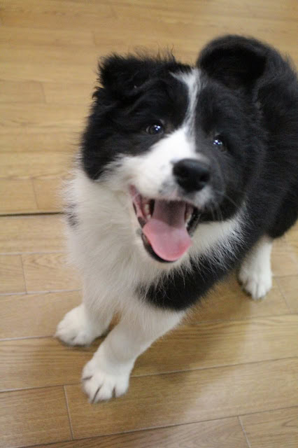 愛犬のボーダーコリーの子犬のアップ写真、笑顔と元気な表情が魅力的です.