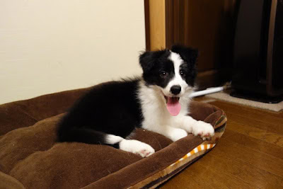 子犬が寝床で遊んでいる様子.