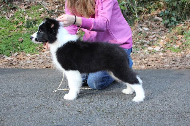 子犬のブラック＆ホワイトコーギーのプロフィール.