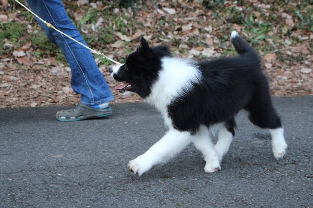 コーギー犬がリードをつけて散歩している様子。.