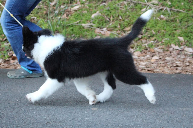 子犬がリードをつけて散歩している様子.