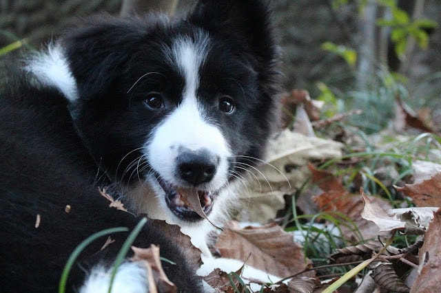 子犬が葉っぱの中で遊んでいる様子.