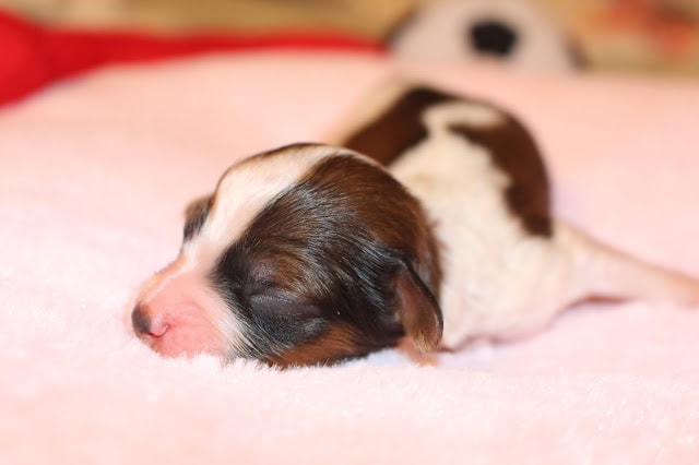 子犬の生後5日目のかわいい瞬間.
